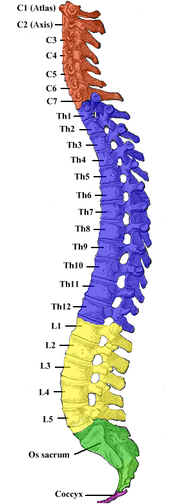 Lumbar Spondylosis